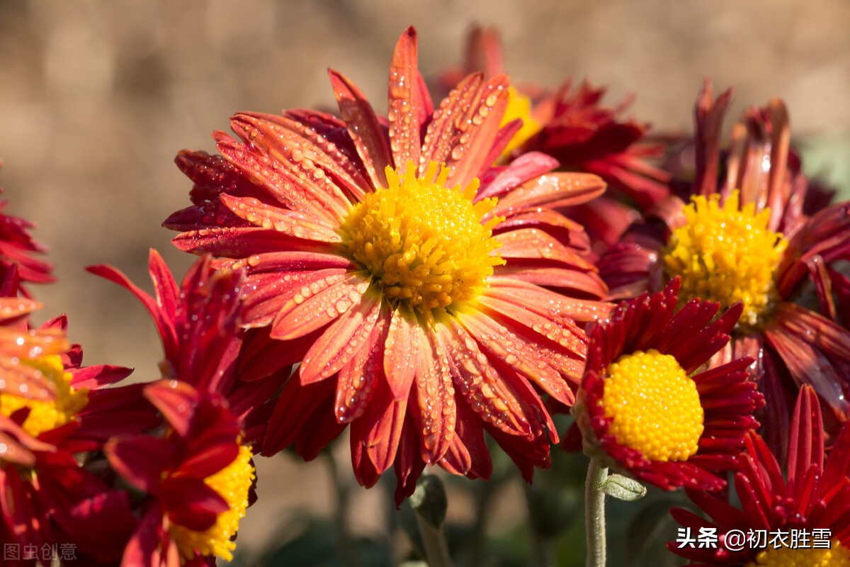 寒露秋花古诗五首，除了菊花，你还知道哪些花在寒露节气开放