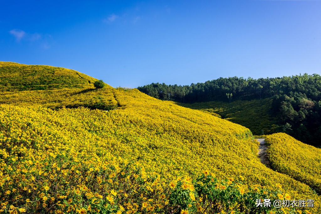 陶渊明重阳菊花诗赏读，秋菊盈园，空服九华，原来他是菊花地主