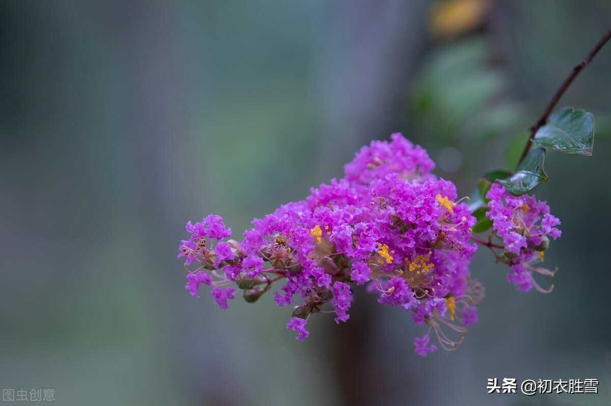 寒露秋花古诗五首，除了菊花，你还知道哪些花在寒露节气开放