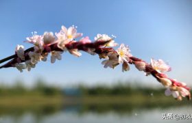 蓼花古诗五首：十分秋色无人管，半属芦花半蓼花