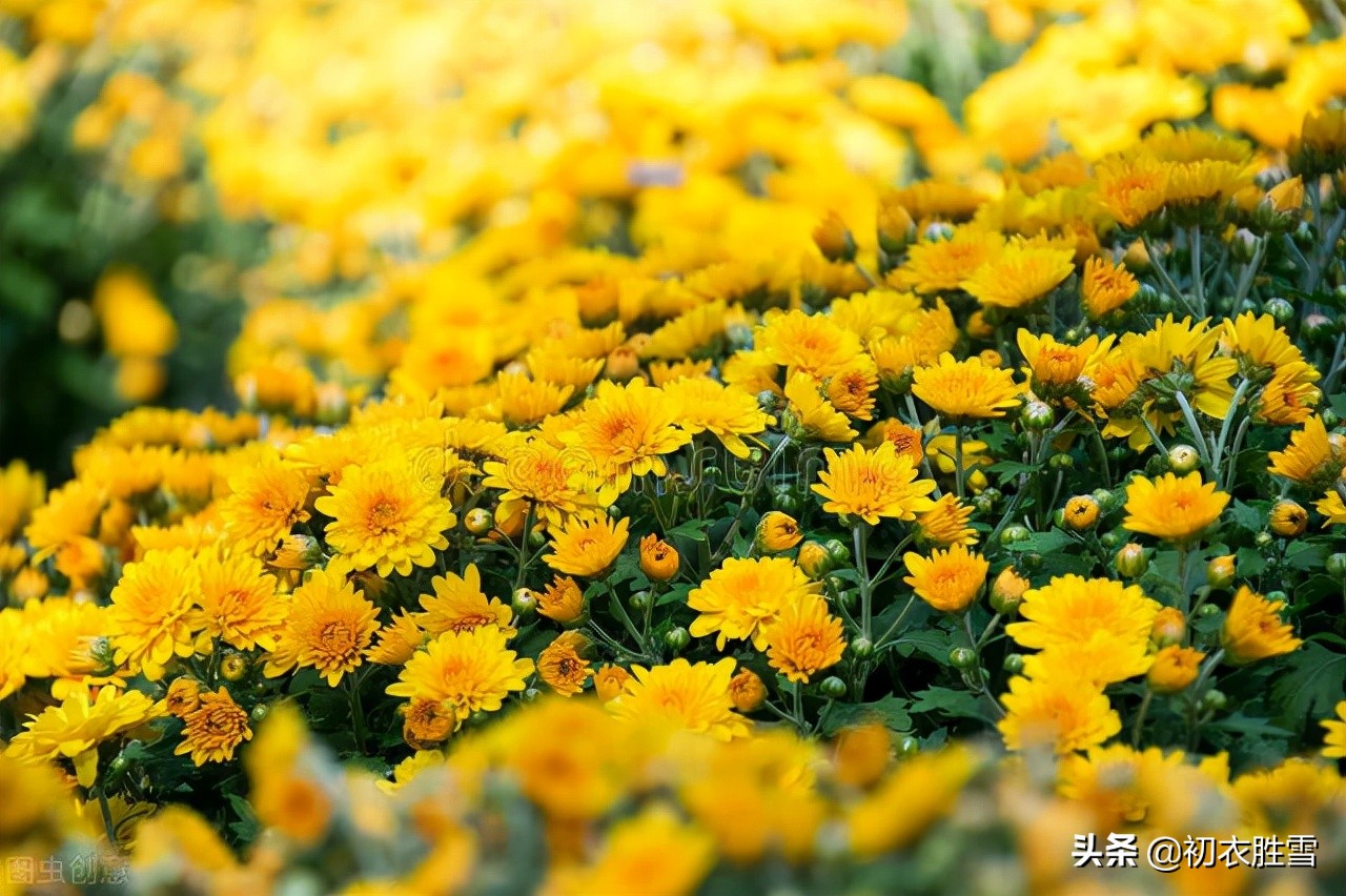 赏读陈允平的九月授衣：授衣时节，惆怅田园自黄菊