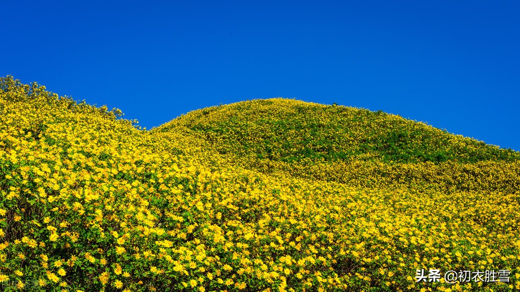 重阳节菊花美诗九首：九日重阳节，开门有菊花