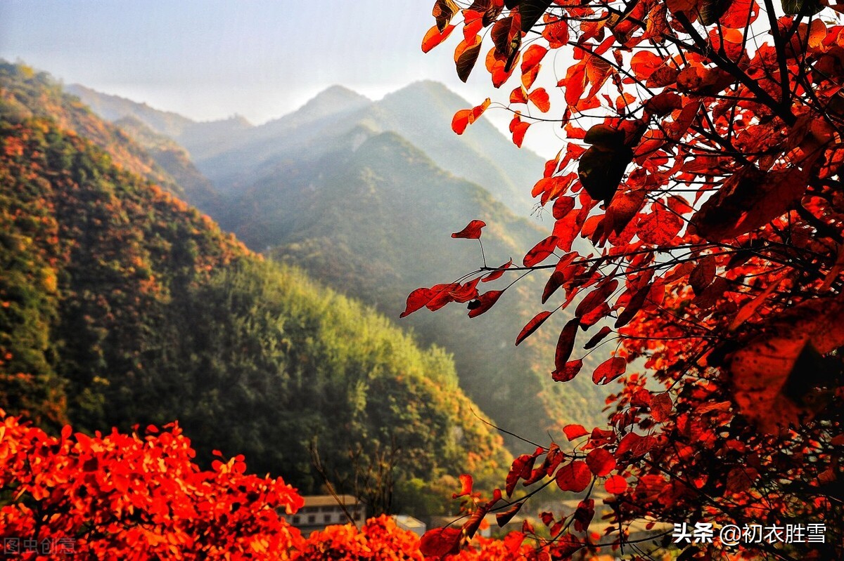 晚秋明丽秋山七首：谁道秋山不宜客，柿叶枫林别样春