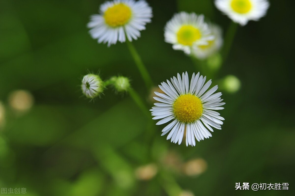 晚秋白菊美诗七首：此生只是偿诗债，白菊开时最不眠