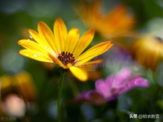 满城风雨近重阳五首：满城风雨近重阳，今年花为谁黄？