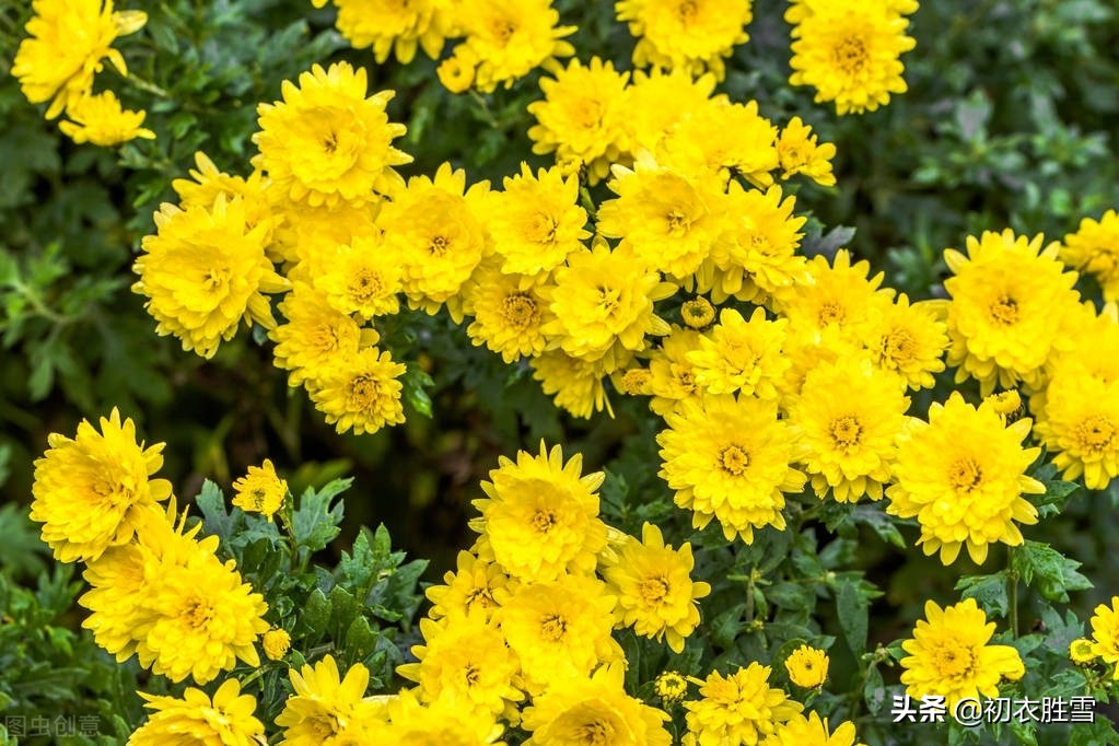 重阳节菊花美诗九首：九日重阳节，开门有菊花