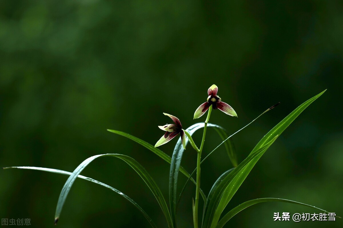 寒露秋花古诗五首，除了菊花，你还知道哪些花在寒露节气开放