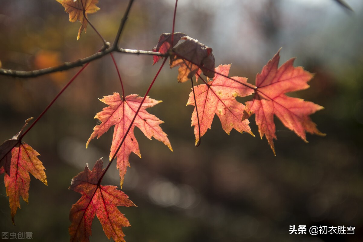 王国维红叶秋词三首：霜落千林木叶丹，一山枫叶背残阳