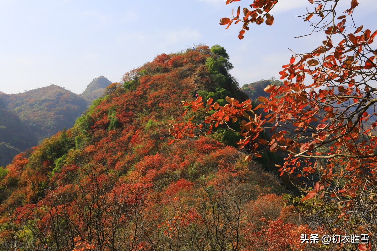 王国维红叶秋词三首：霜落千林木叶丹，一山枫叶背残阳