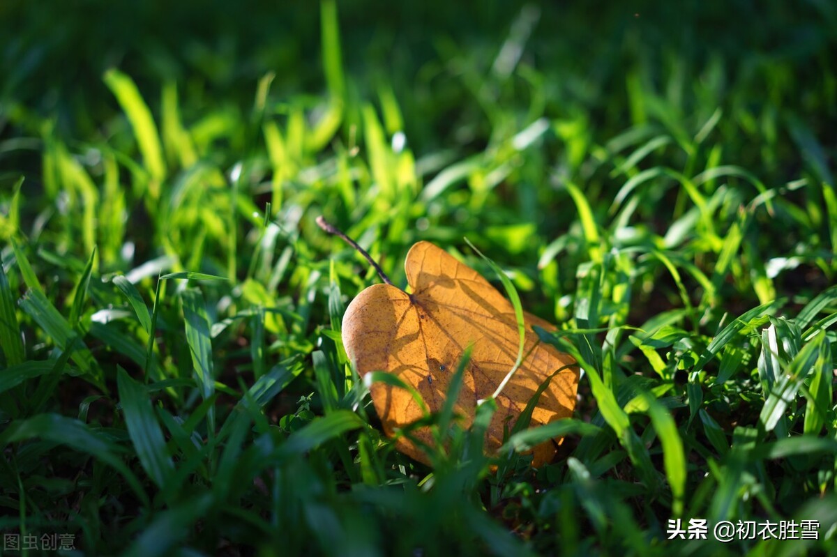 ​唯美秋草古诗词六首：年年陌上生秋草，日日楼中到夕阳