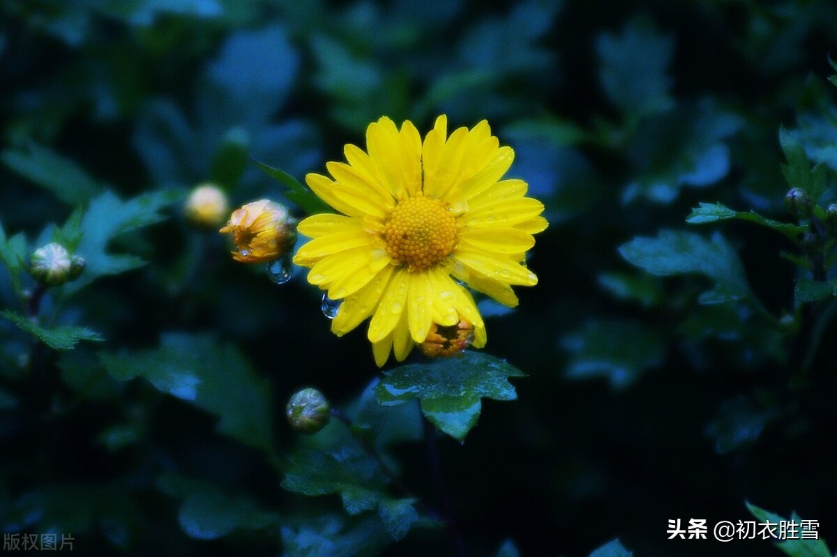 满城风雨近重阳五首：满城风雨近重阳，今年花为谁黄？