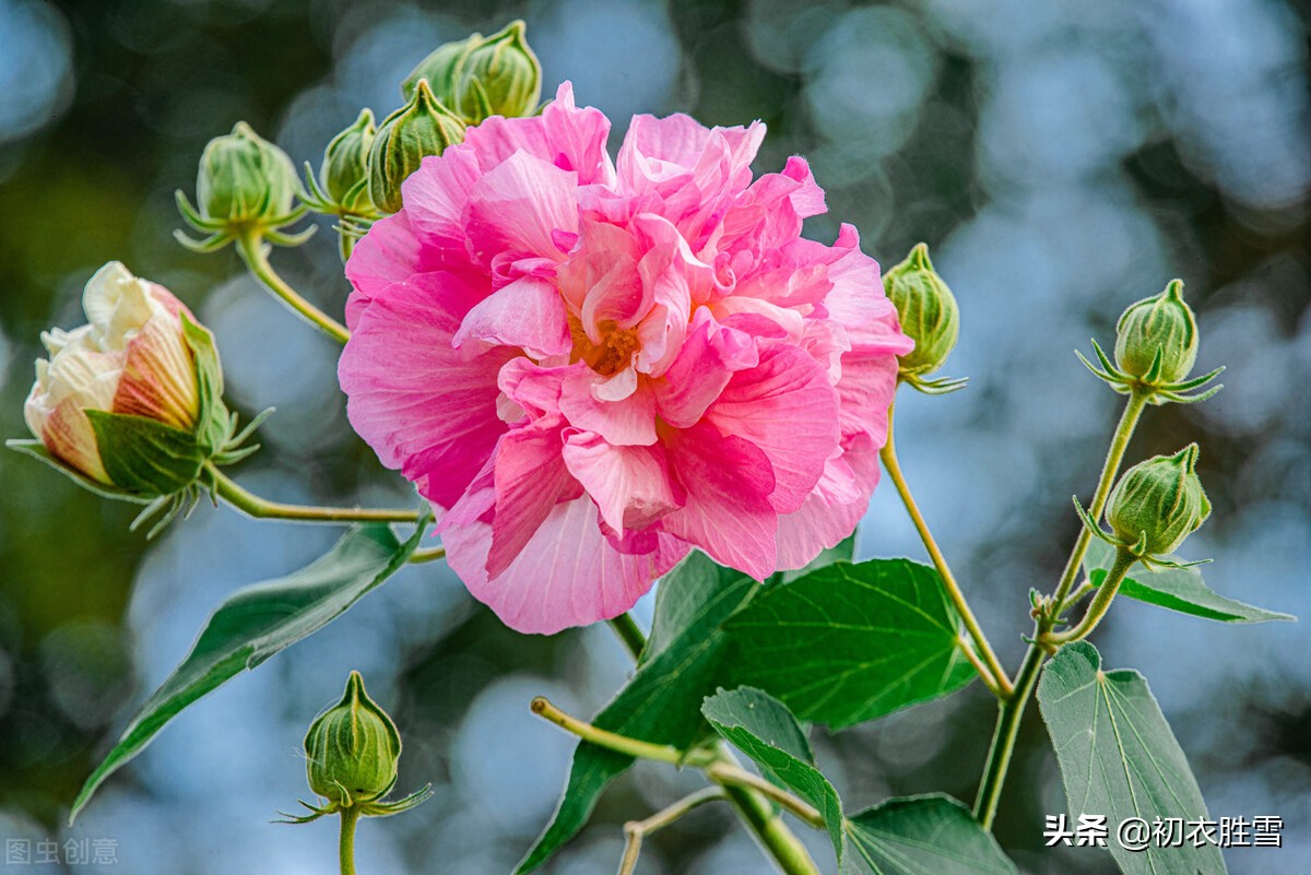 寒露秋花古诗五首，除了菊花，你还知道哪些花在寒露节气开放