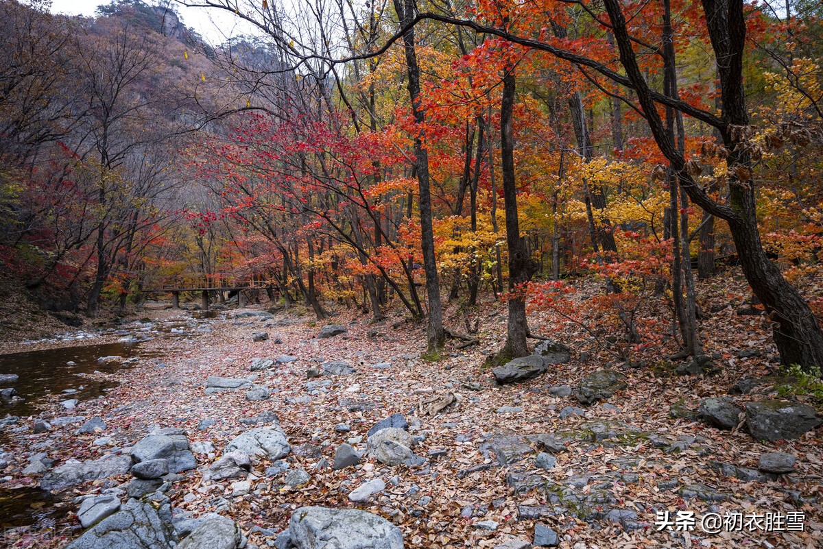 王国维红叶秋词三首：霜落千林木叶丹，一山枫叶背残阳