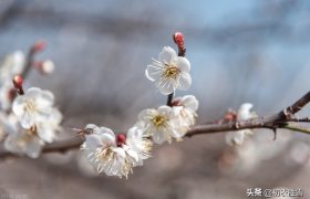 清新早梅古诗七首：孟冬天地闭，萼绿数花开