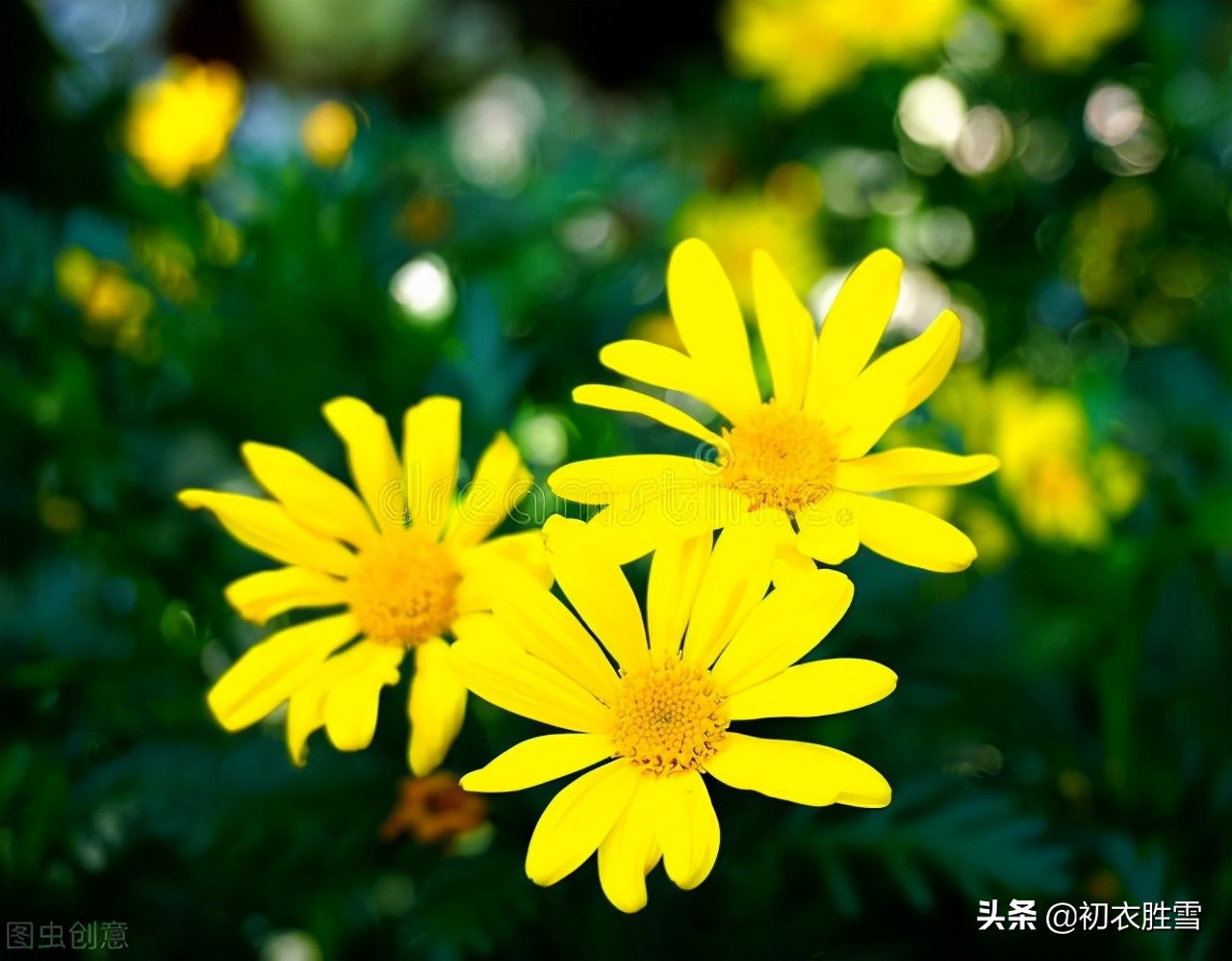 早冬田园美诗六首清赏：冬暖生芦笋，人闲对菊花