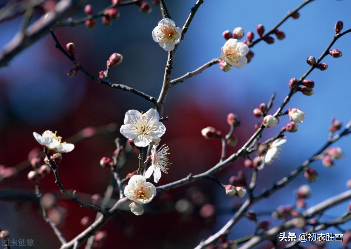 早冬别致梅花宋诗七首：涧头一树小春梅，小春枝上含珠颗