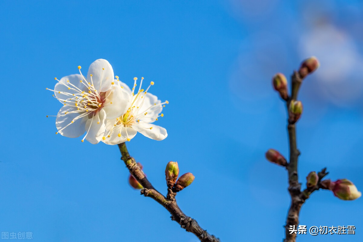 清新早梅古诗七首：孟冬天地闭，萼绿数花开