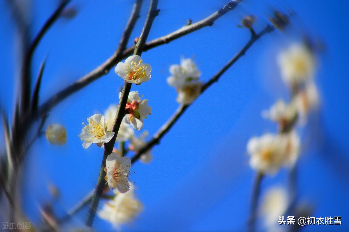 早冬花事六首：寒暑运四时，独有春不死