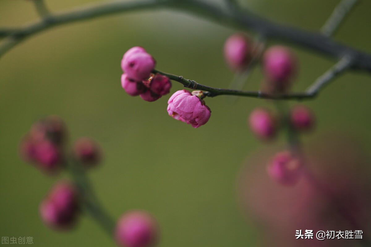 早冬别致梅花宋诗七首：涧头一树小春梅，小春枝上含珠颗