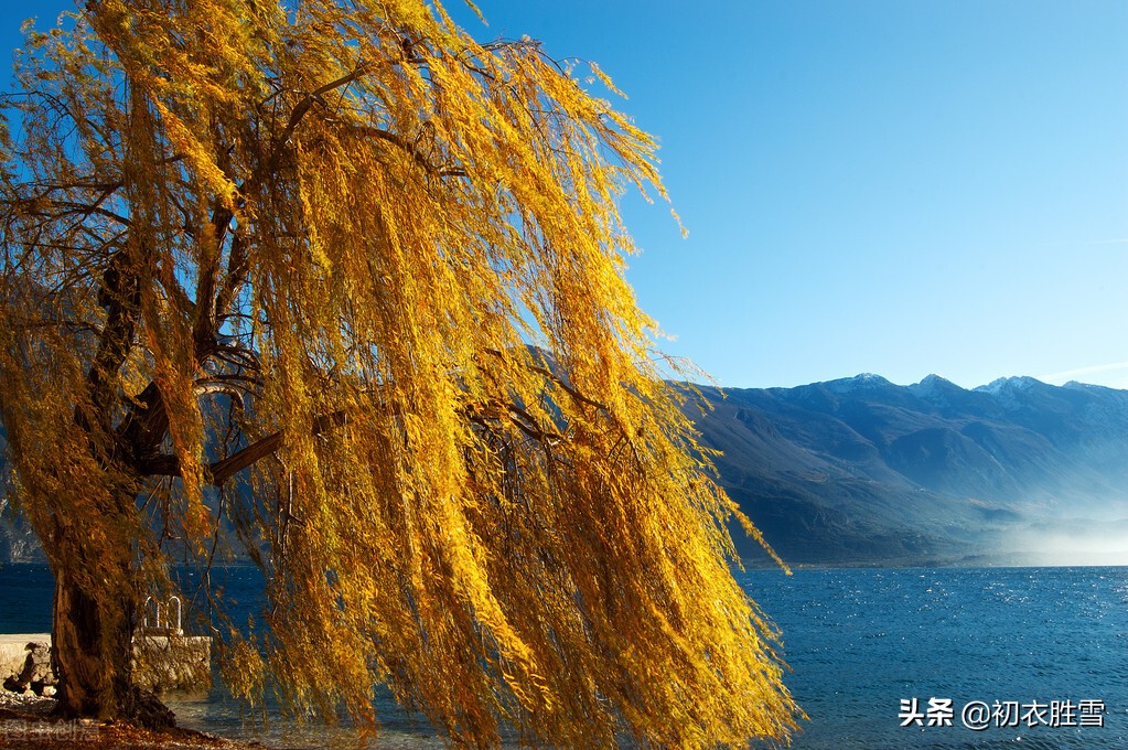 纳兰性德落叶词两首：衰杨叶尽丝难尽，冷雨凄风打画桥