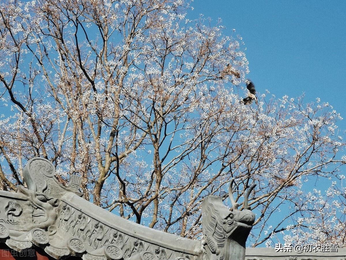 早冬乌桕四首：雪绽乌桕实，疑是早梅花