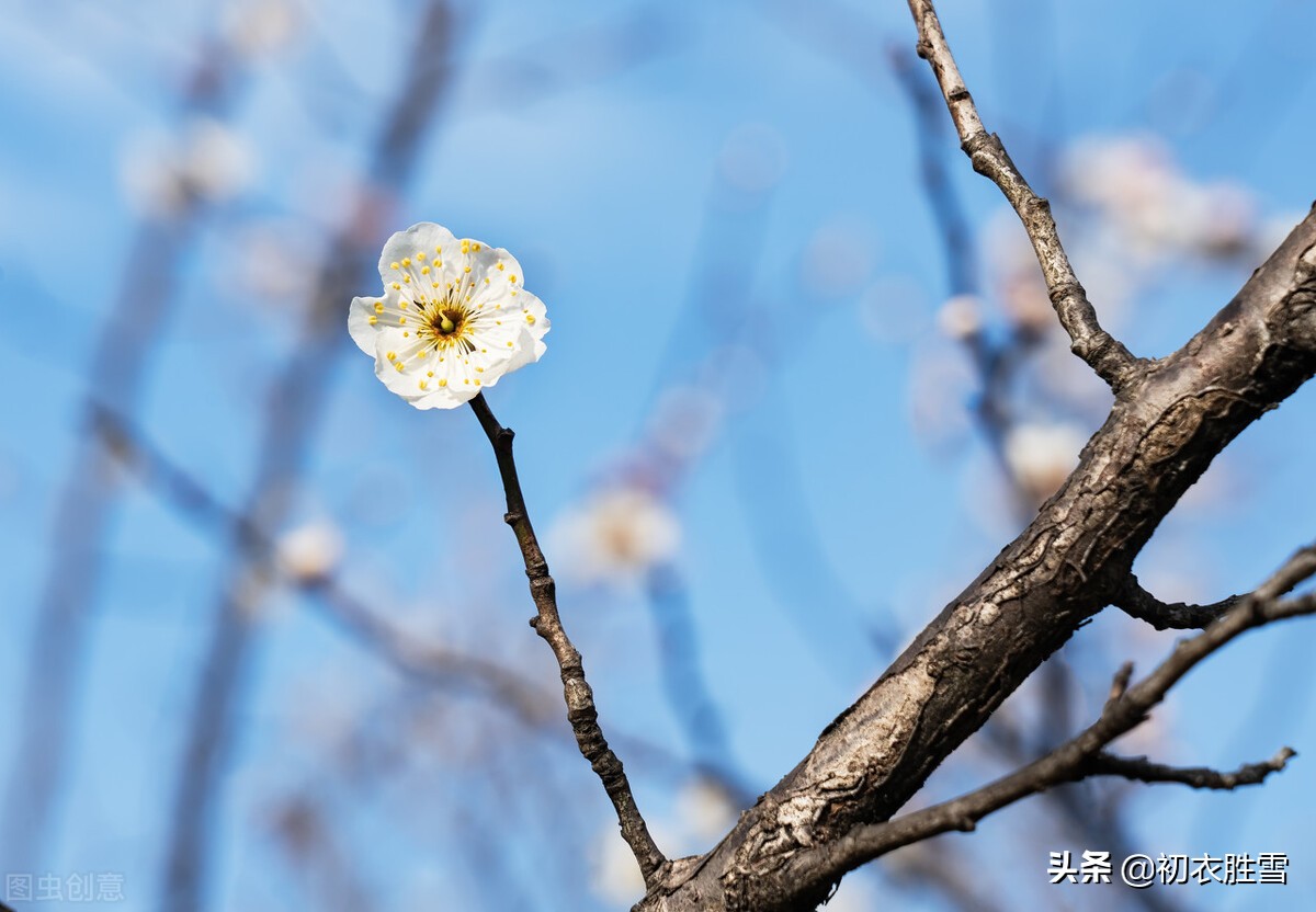 早冬花事六首：寒暑运四时，独有春不死