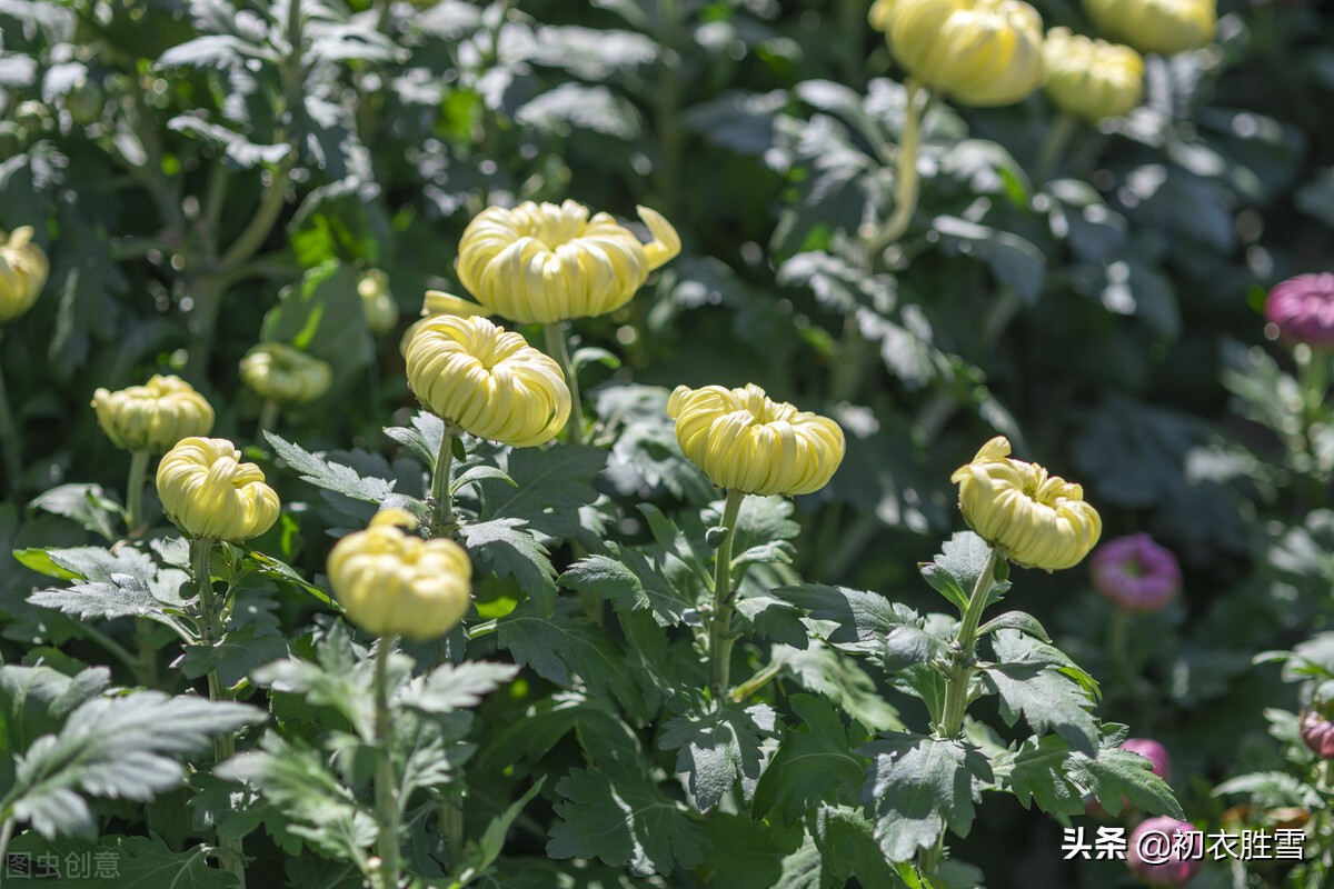 初冬清丽菊花美诗五首：新黄间繁绿，犹开满地金