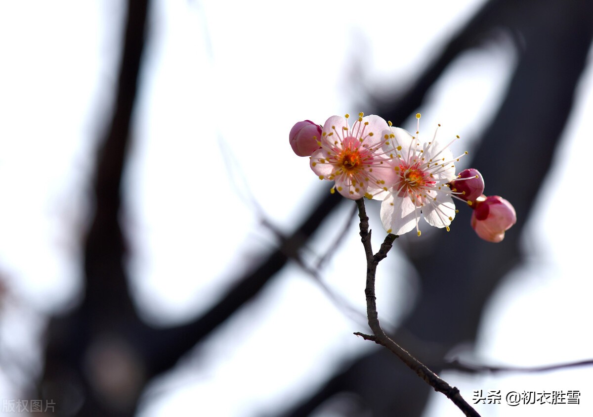 冬天的太阳被称为“爱日”，爱日温温，你知道典故吗？