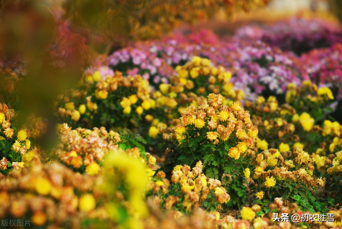 小雪节气菊诗五首：寂寥小雪闲中过，残菊犹能傲霜雪