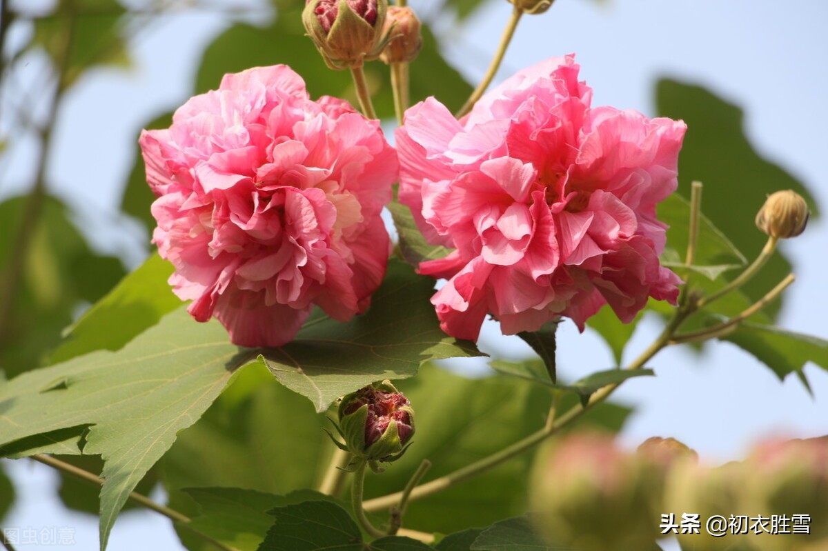 早冬花事六首：寒暑运四时，独有春不死