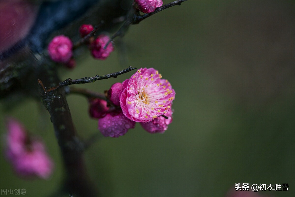 早冬别致梅花宋诗七首：涧头一树小春梅，小春枝上含珠颗