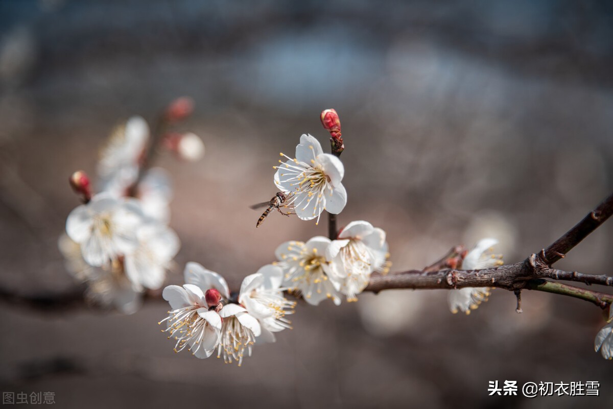 早冬梅花七首清赏：冷艳一枝何处见，何处梅花一绽香