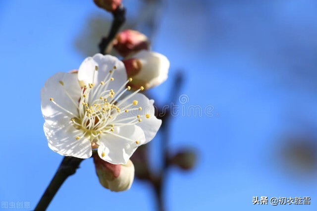 江梅诗词五首：莫惜黄金缕，难忘白雪枝