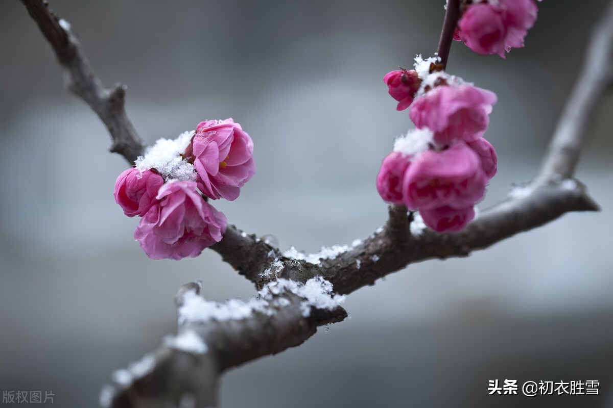 轻盈细雪古诗五首：细雪下帘隙，雪气细吹灯