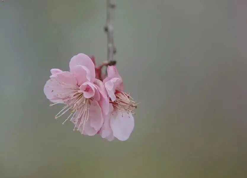 读来令人泪流满面的一首诗：城南小陌又逢春，只见梅花不见人