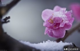 ​冰雪梅花绝句六首，只见花时冰雪冻，不知花里有春风