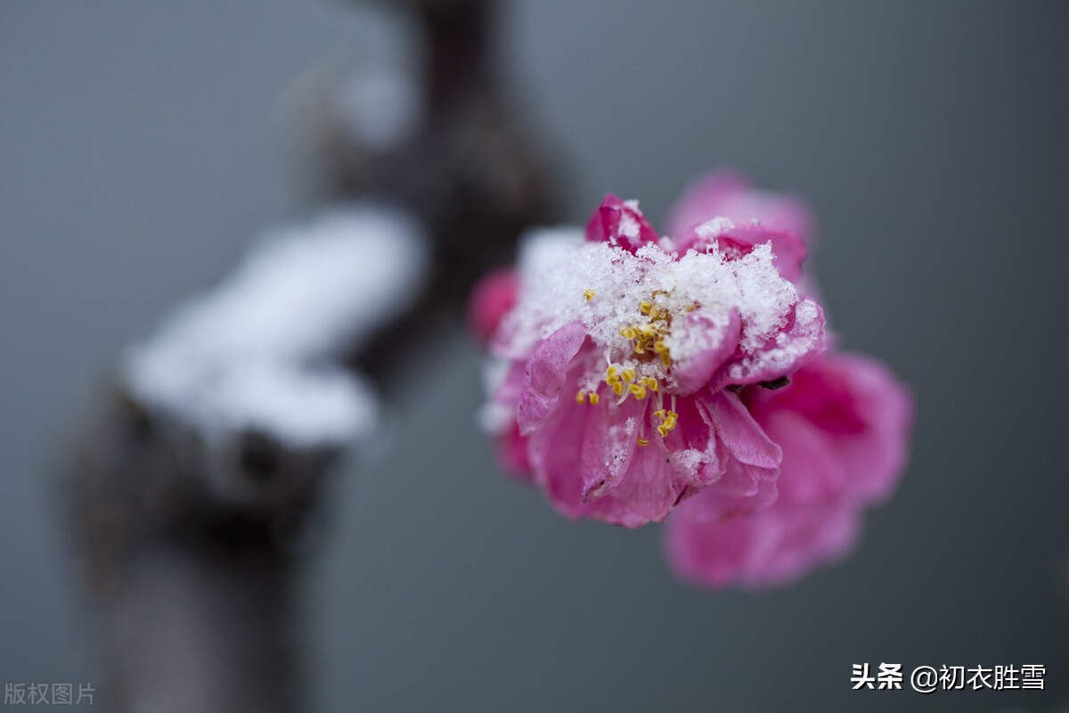 ​冰雪梅花绝句六首，只见花时冰雪冻，不知花里有春风