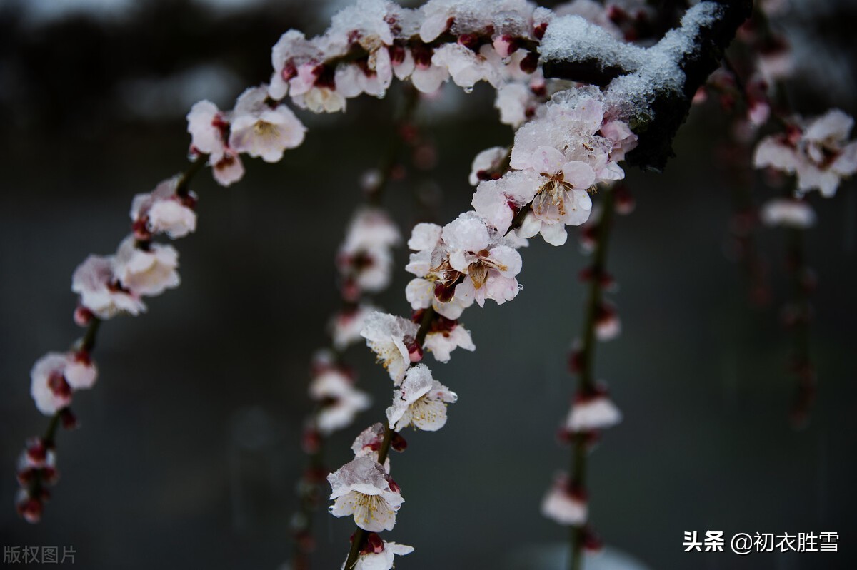 李商隐最雄浑的梅花诗：梅雪相兼一万枝