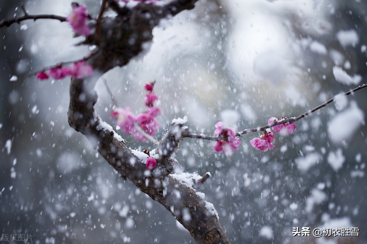 ​冰雪梅花绝句六首，只见花时冰雪冻，不知花里有春风