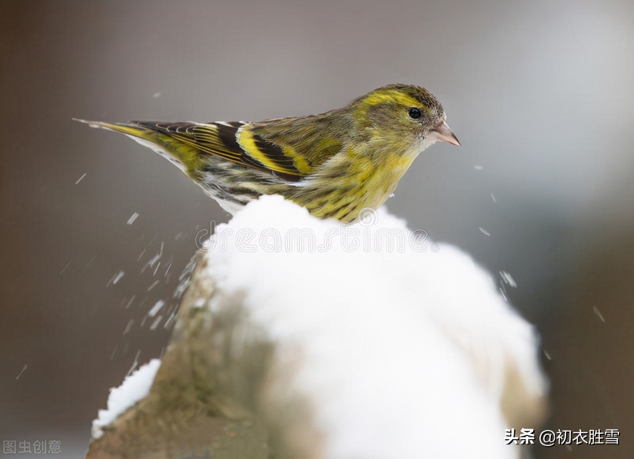 李商隐无题雪诗两首赏读，谁在枯条撼雪，谁又云浆未饮？