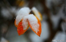 仲冬初雪美诗六首：朔风洒霰雨，共弄初落雪