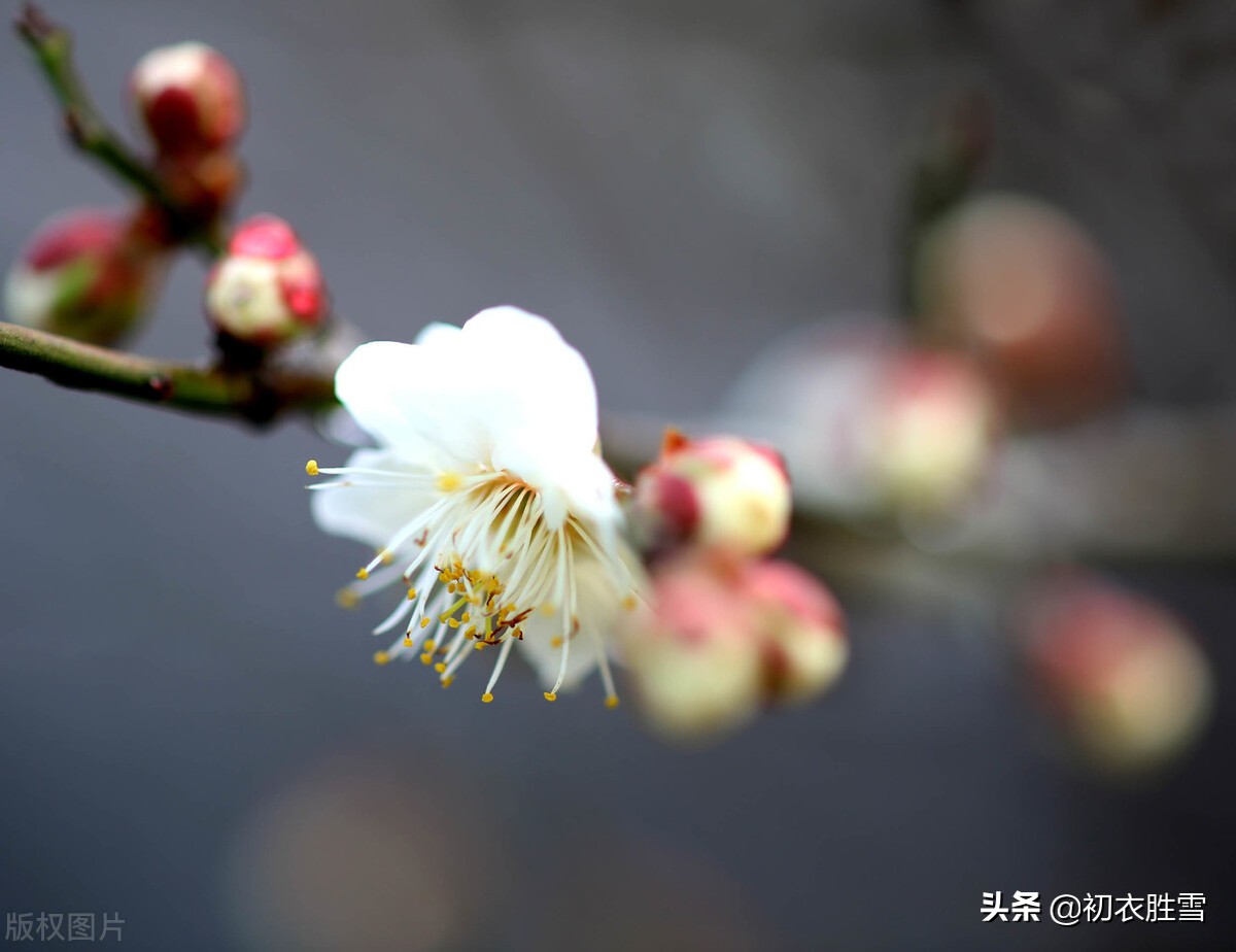 冬至明丽诗词七首赏读：阳生一脉天，梅香告报春