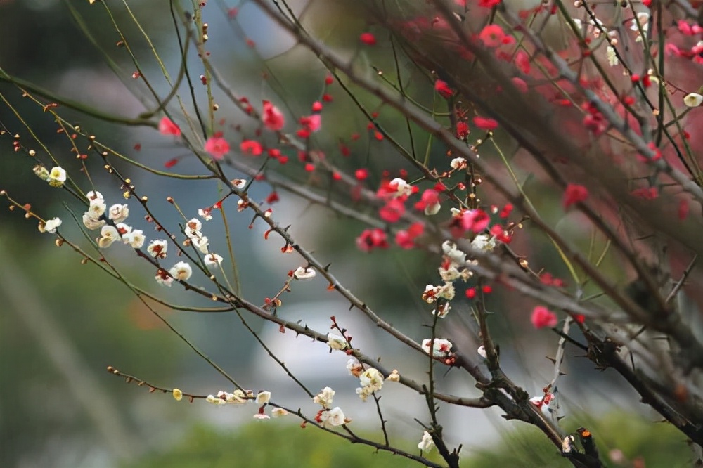 散文｜叶 梅：江南梅花三品