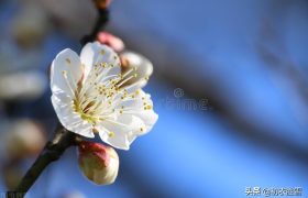 江梅诗词五首：莫惜黄金缕，难忘白雪枝