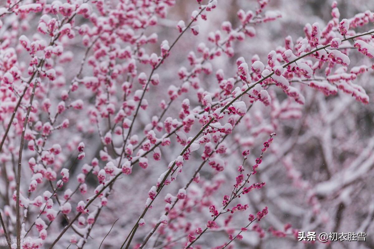 李商隐最雄浑的梅花诗：梅雪相兼一万枝