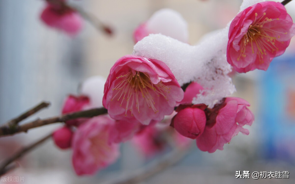 ​冰雪梅花绝句六首，只见花时冰雪冻，不知花里有春风