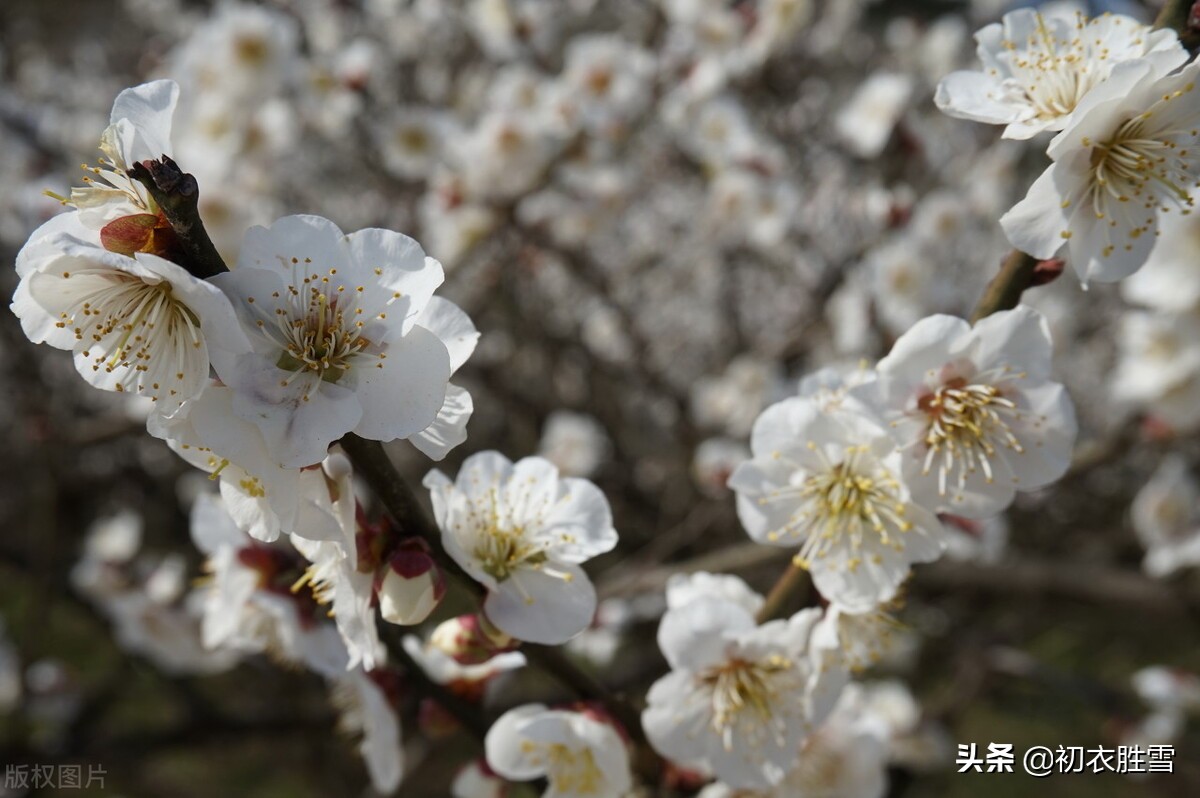 苏轼仲冬梅花两首：罗浮山下梅花村，玉雪为骨冰为魂