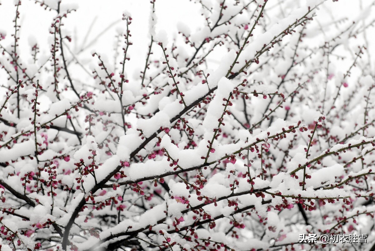 李商隐最雄浑的梅花诗：梅雪相兼一万枝