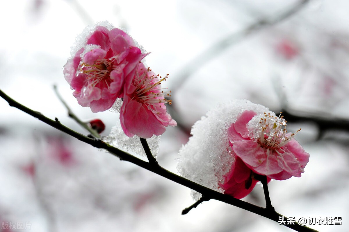 李商隐最雄浑的梅花诗：梅雪相兼一万枝