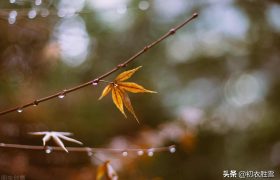 温柔冬雨五首：一阵暗香风送到，梅花窗外雨绵绵